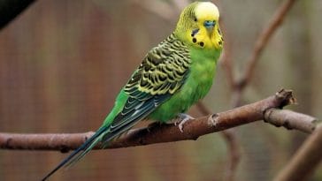 How Long Does a Budgie Live? | A Guide to the Lifespan of a Budgie