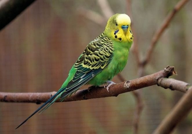How Long Does a Budgie Live? | A Guide to the Lifespan of a Budgie