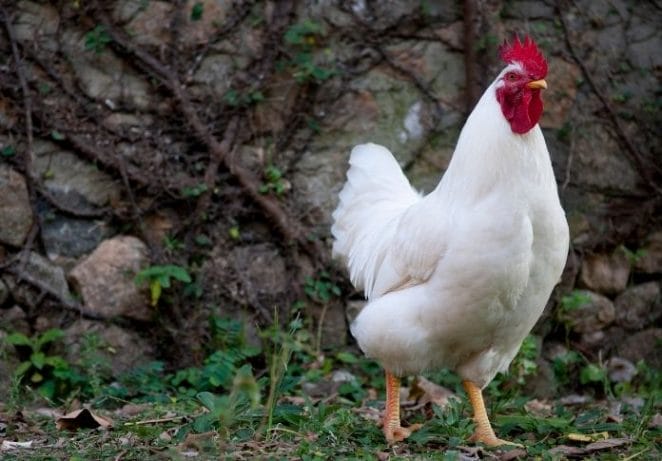 Names for White Roosters