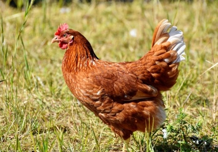 150-old-lady-names-for-a-chicken-the-best-names-for-your-hen