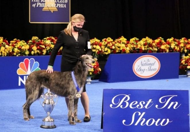 Other Winners at the National Dog Show