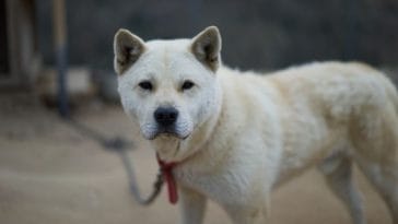 Over 70 Names Meaning 'Dog' From Other Languages