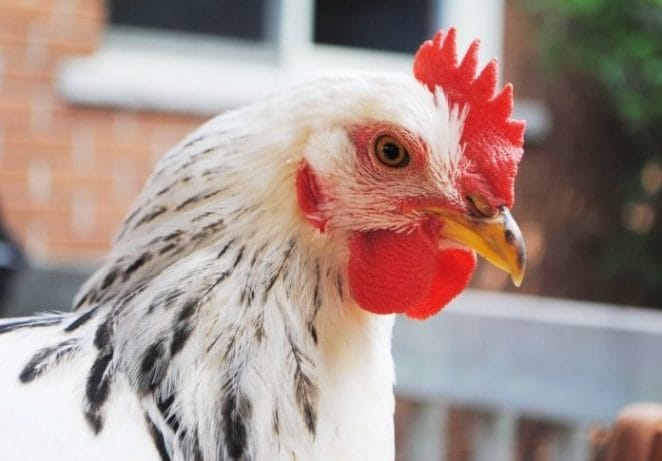 Polish Names For Roosters