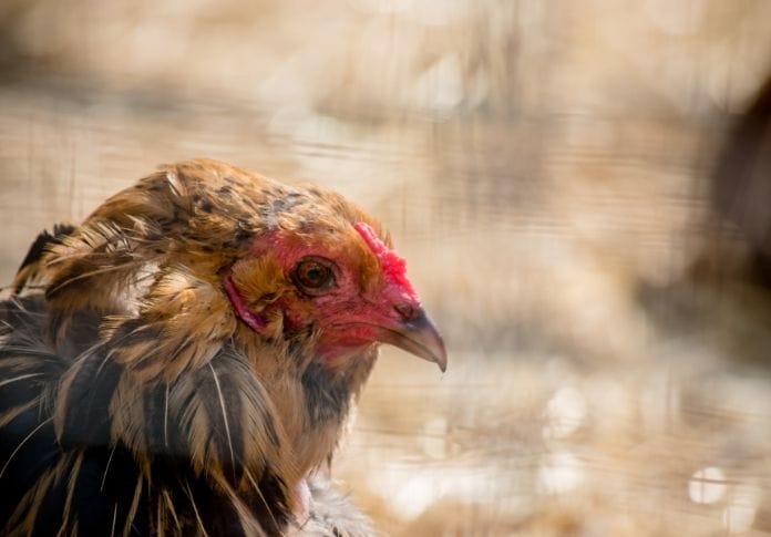 Rhode Island Red Hen Names (Female)