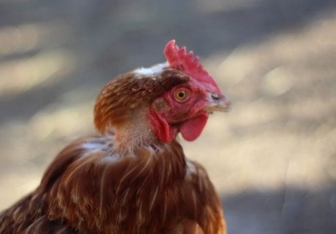 Rhode Island Red Rooster Names (Male)
