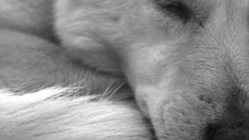 The Best Christian Dog Names - 120+ Ideas for Naming Your Pooch