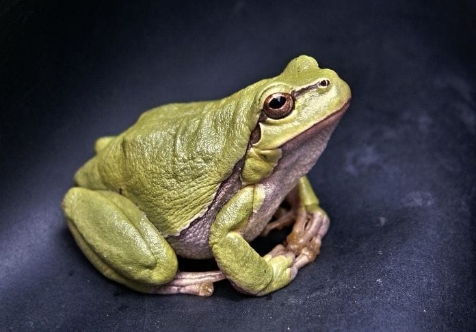 Unique Female Frog Names