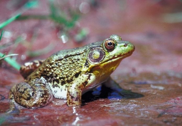 Unique Male Frog Names