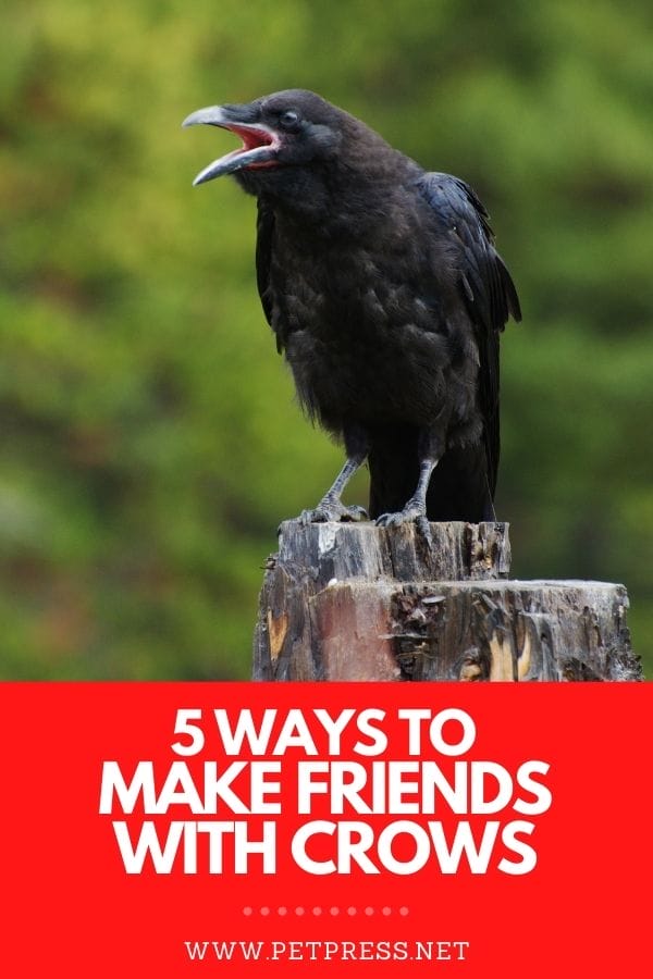 Ways to Make Friends with Crows