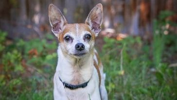 Weed Dog Names - 250+ Weed-Related Names for Your Pooch