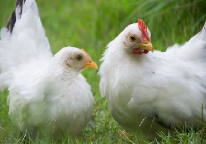White Chicken Names from other Languages