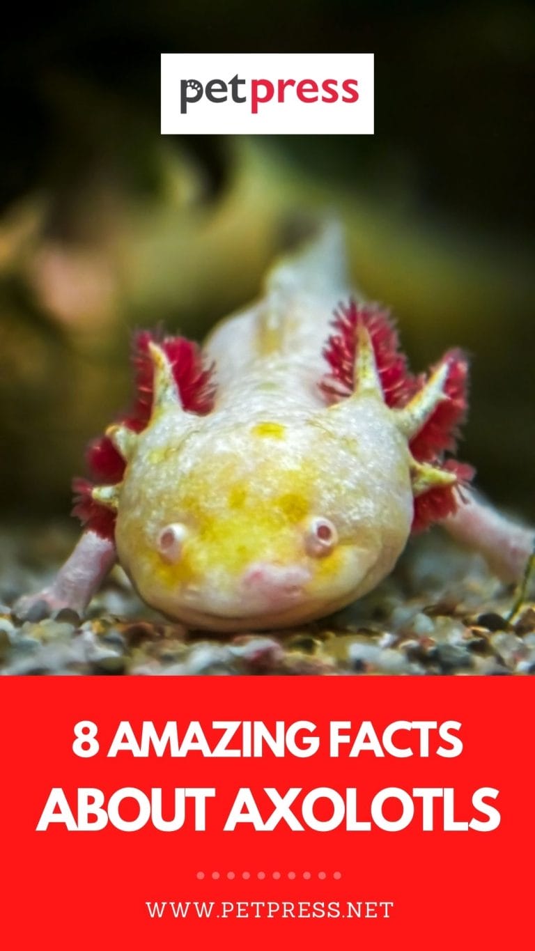 8 Interesting Facts About The Axolotl Petpress