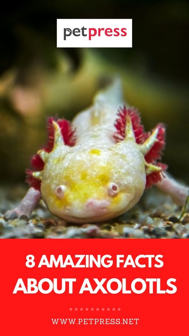 axolotl facts