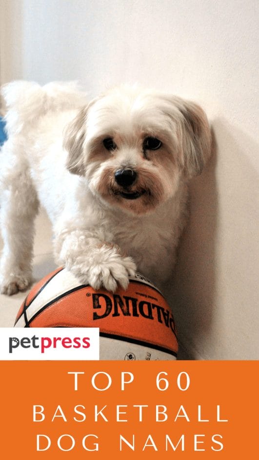 Top 60 Basketball Inspired Dog Names For Your Cute Puppies