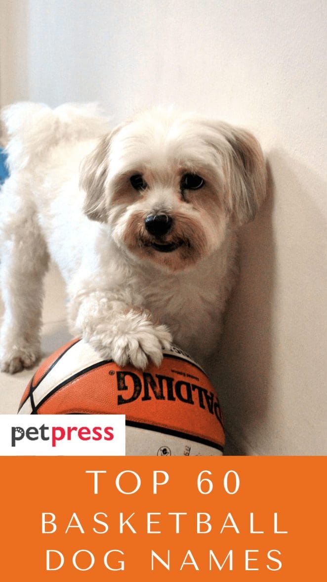 basketball-dog-names