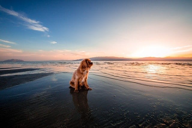 beach-dog-names