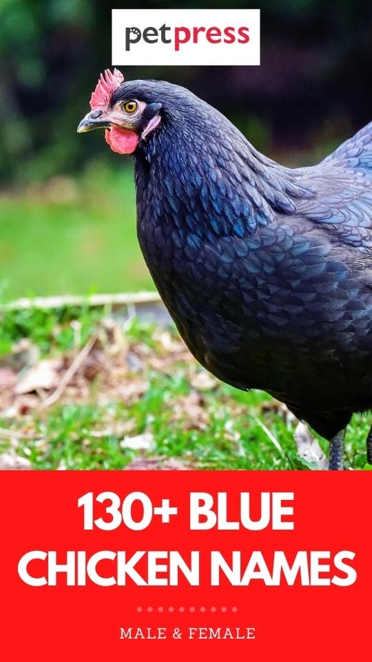 blue chicken names