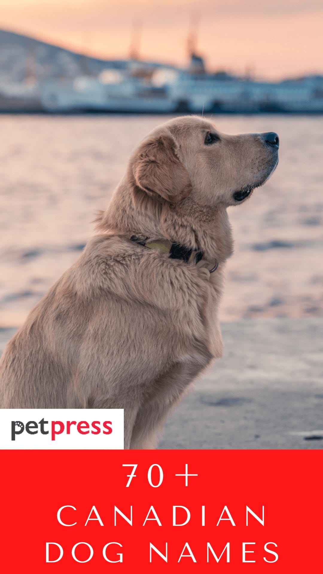 160 Popular Canadian Dog Names For Your Adorable Puppies