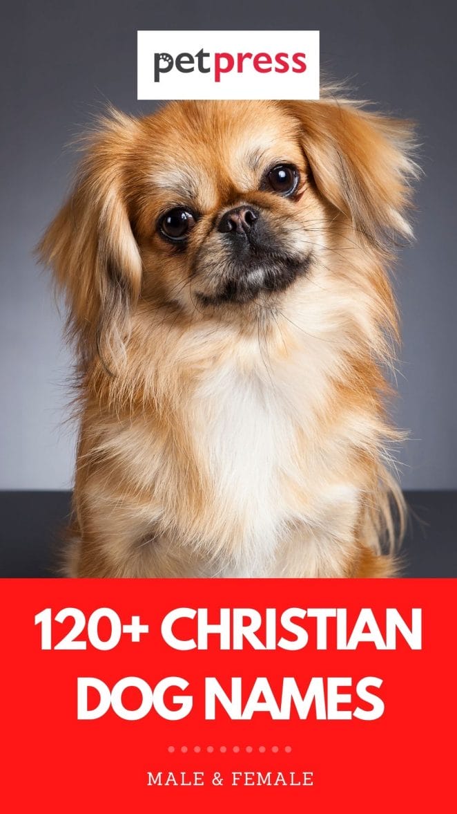 christian dog names