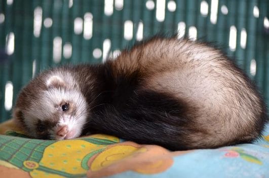 130+ Japanese Ferret Names - Unique Name Ideas To Name Your Ferrets