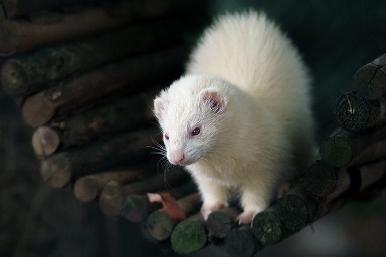 170+ White Ferret Names For Your Cute Pet White Ferrets