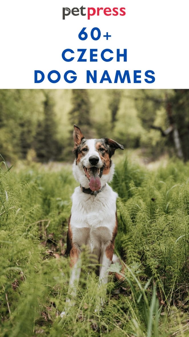 czech-dog-names
