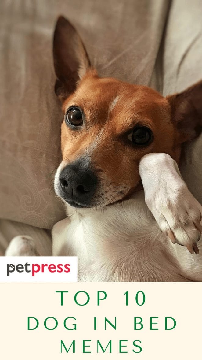 Top 10 Hilarious Dog in Bed Memes That Will Make You Laugh Top 10 Hilarious Dog In Bed Memes That Will Make You Laugh