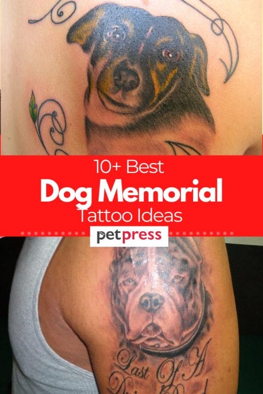 10+ Best Dog Memorial Tattoo Ideas To Remember Your Furry Friend
