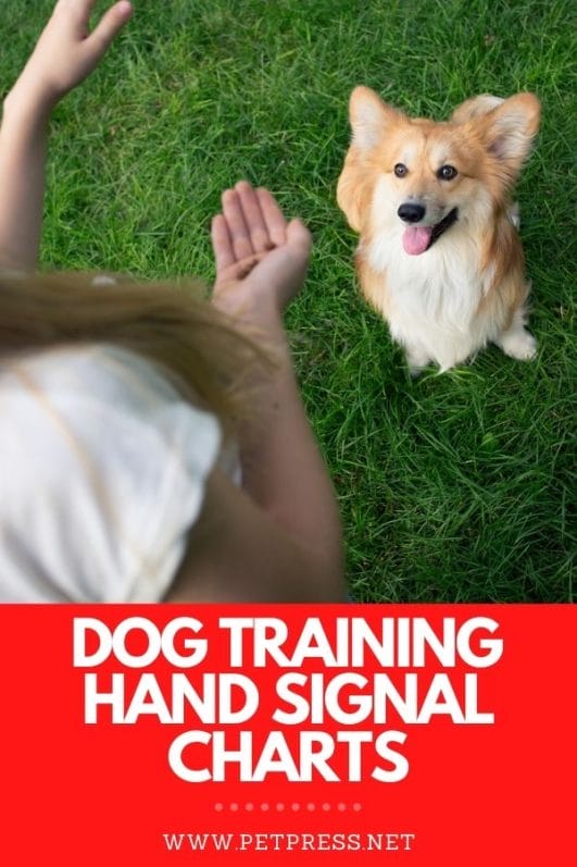 basic hand signals for training dogs