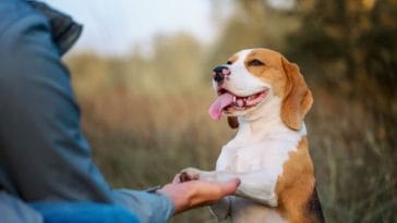 dog training hand signals printables