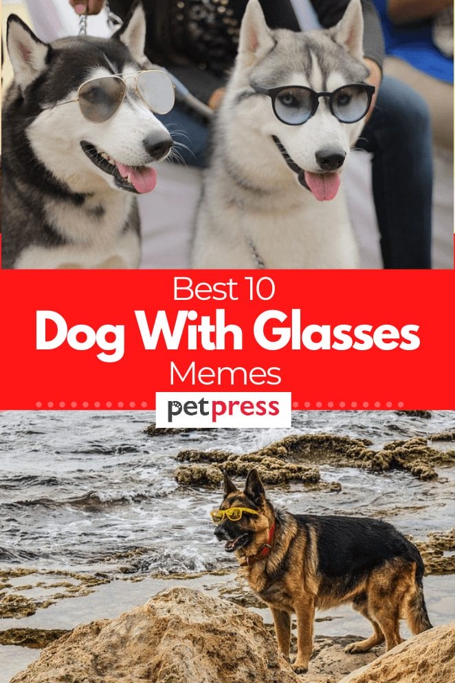 dog-with-glasses-memes