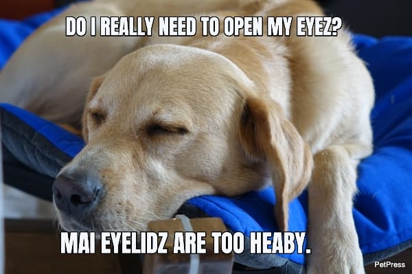 Top 10 Hilarious Dog in Bed Memes That Will Make You Laugh Top 10 Hilarious Dog In Bed Memes That Will Make You Laugh