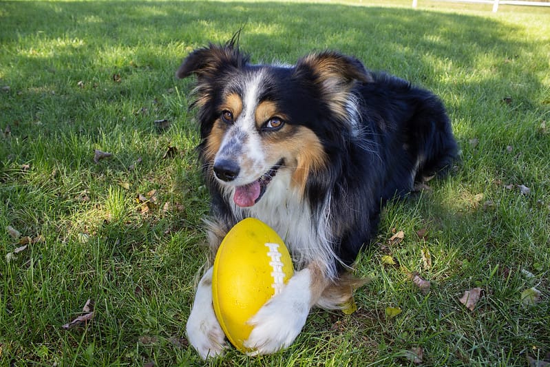 Top 60 Football Inspired Dog Names For Your Active Puppies