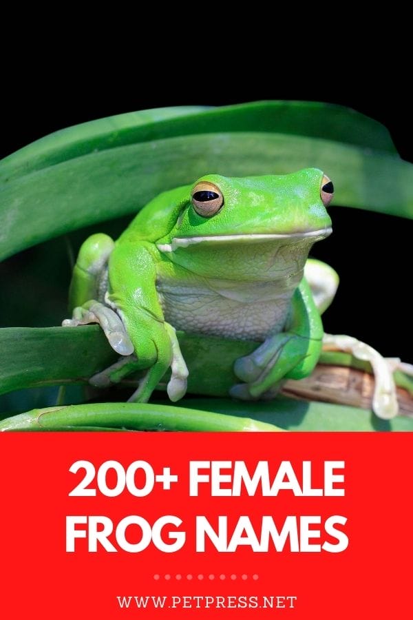 female frog names