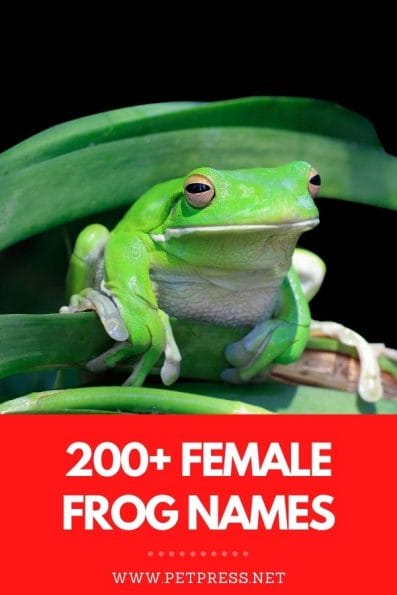 200+ Female Frog Names: The Best Names For Girl Frogs