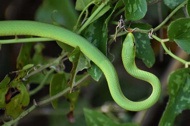 60+ Green Snake Names To Inspire You Naming Your Green Pet Snakes