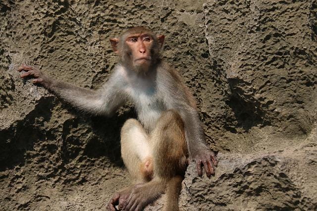 female-madagascar-monkey-names