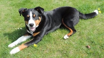 female-tri-color-dog-names