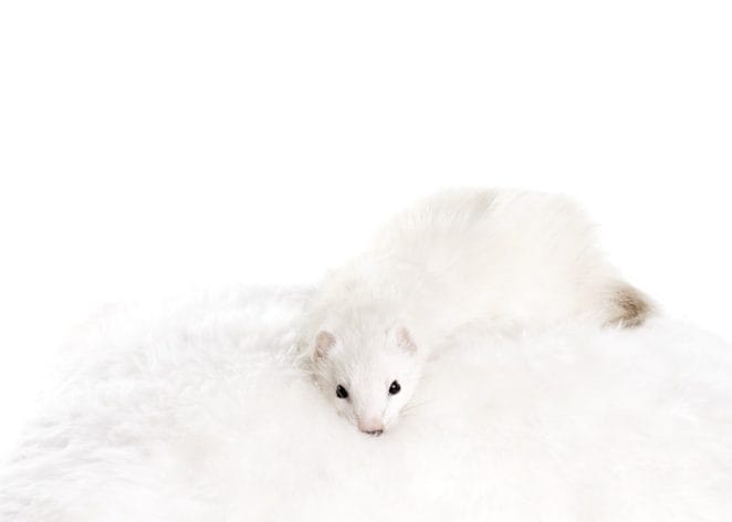 female-white-ferret-names