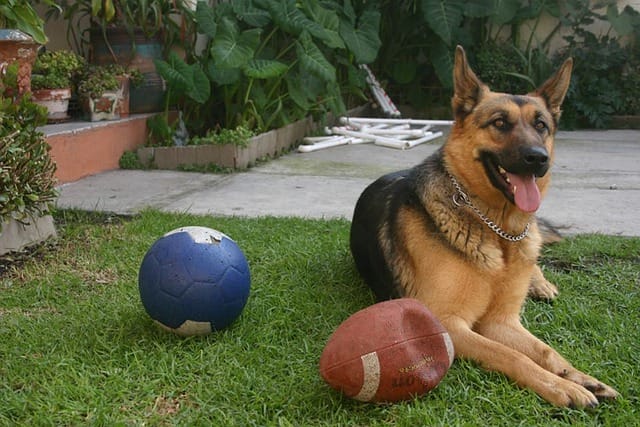 football-dog-names