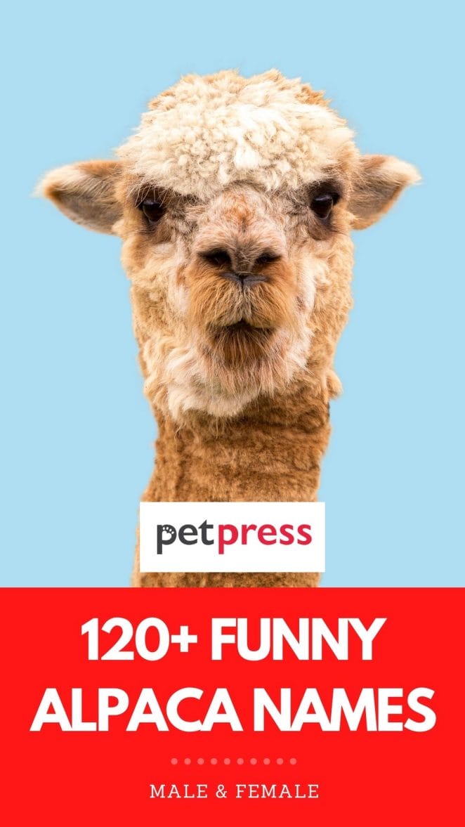 120+ Funny Alpaca Names: The Most Hilarious Names for an Alpaca