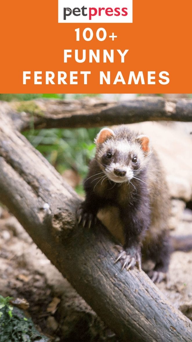 funny-ferret-names