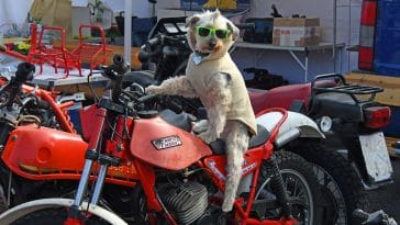 funny-motorcycle-dog-names
