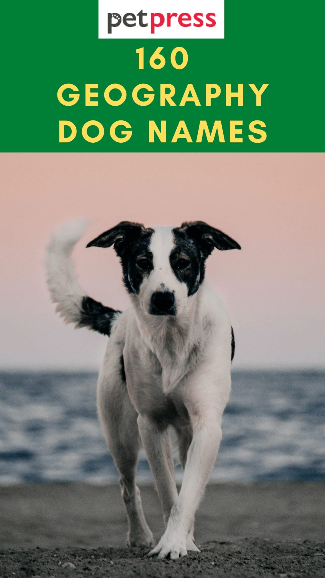 160+ Geography Inspired Dog Names For Your Cute Puppies