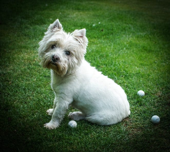 golf-dog-names