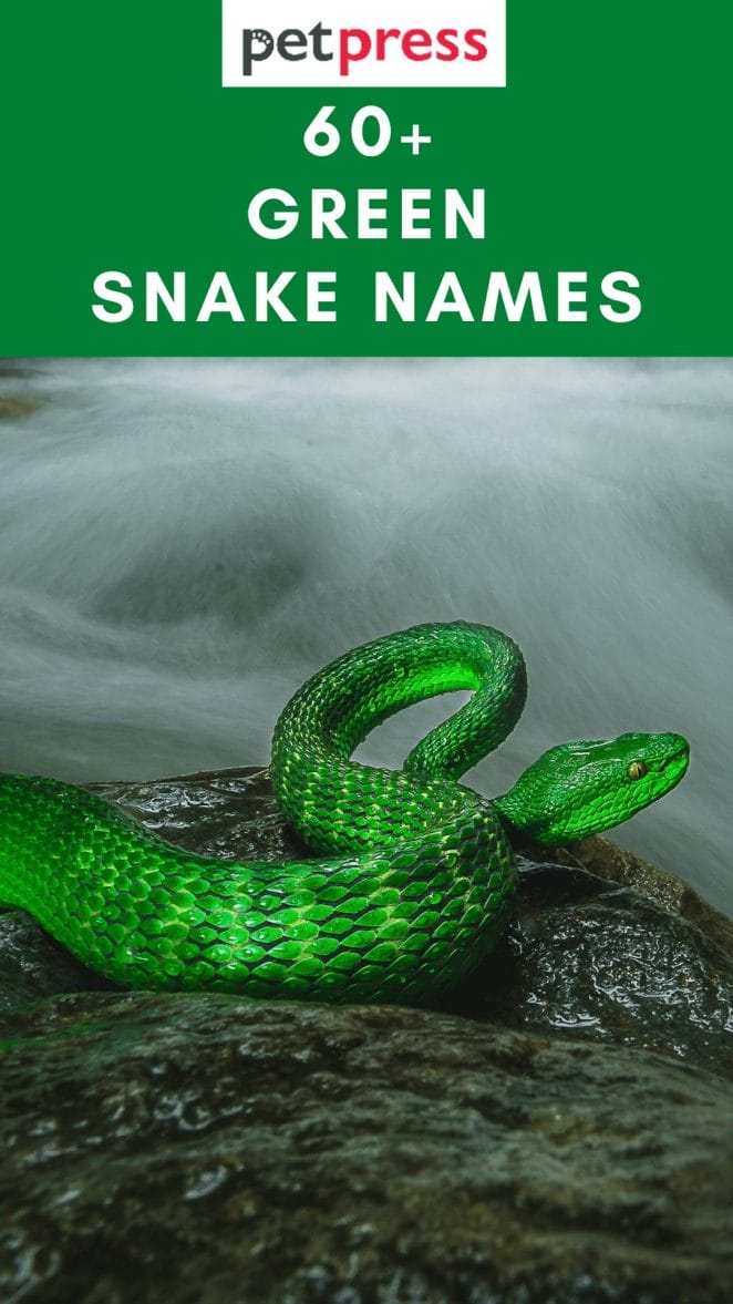 green-snake-names