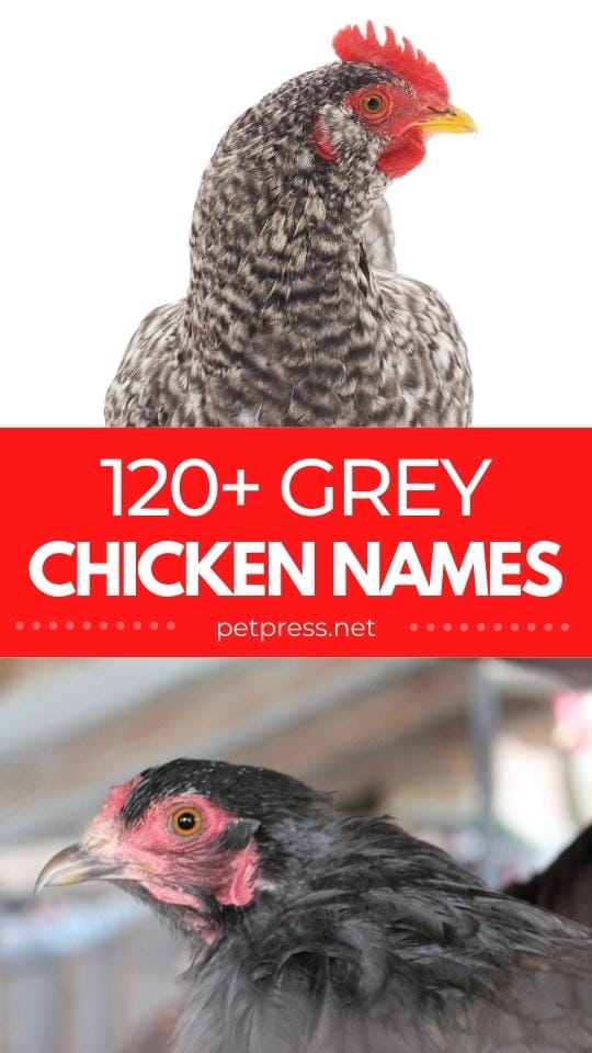 120+ Best Grey Chicken Names Ideas for Naming Your Pet Chick