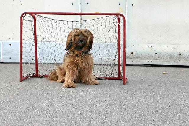 hockey-dog-names