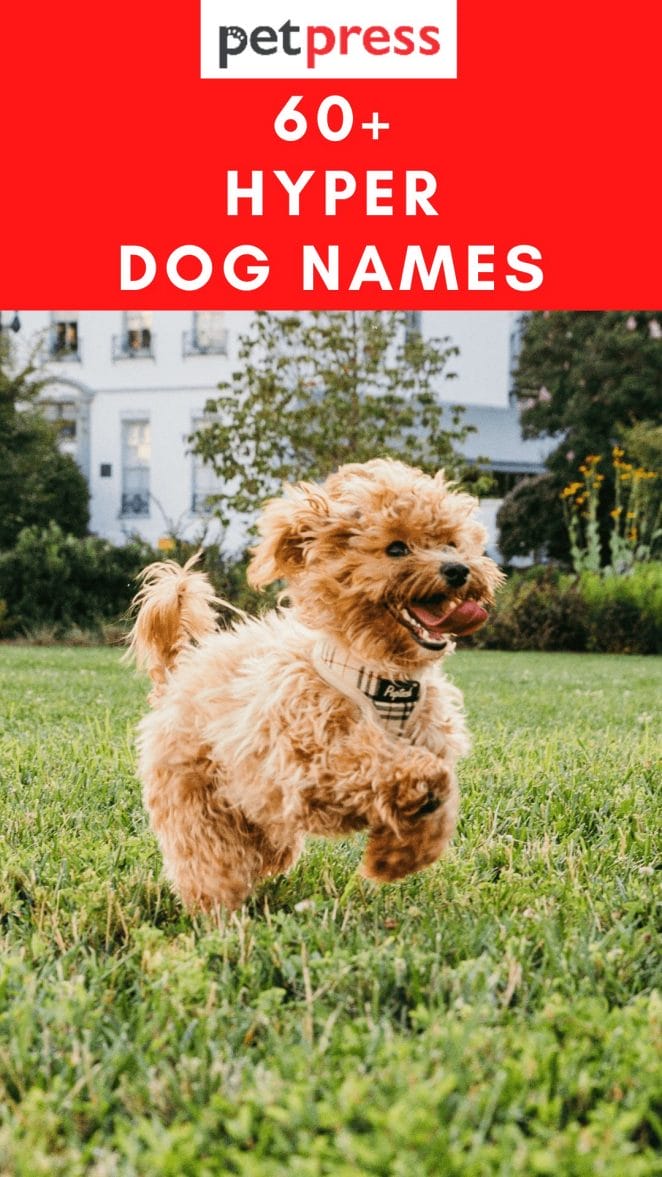 hyper-dog-names