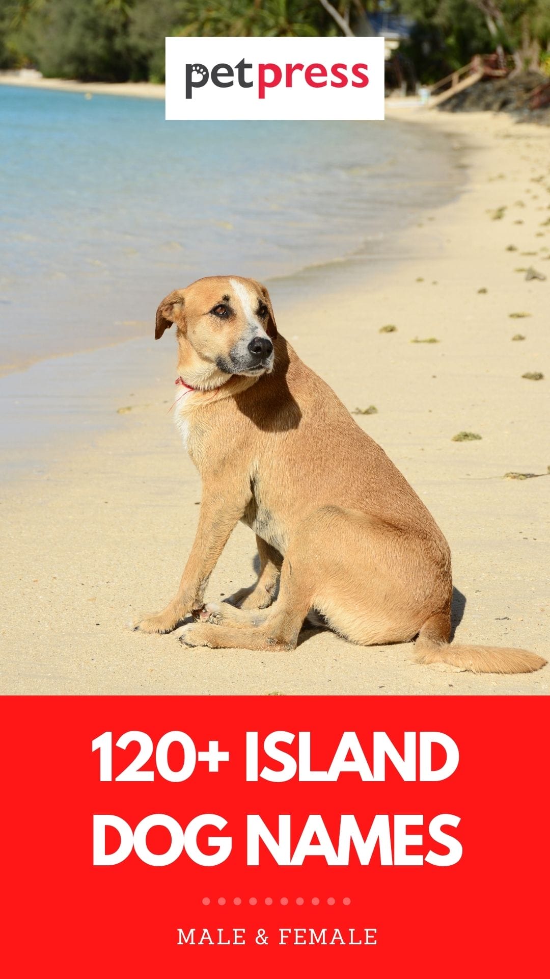 120+ Best Island Dog Names Names Inspired by Islands For Dogs